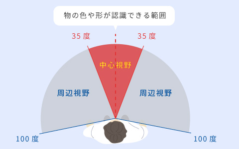 中心視野と周辺視野の位置