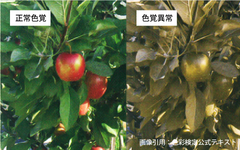 色彩（見え方の違い例）